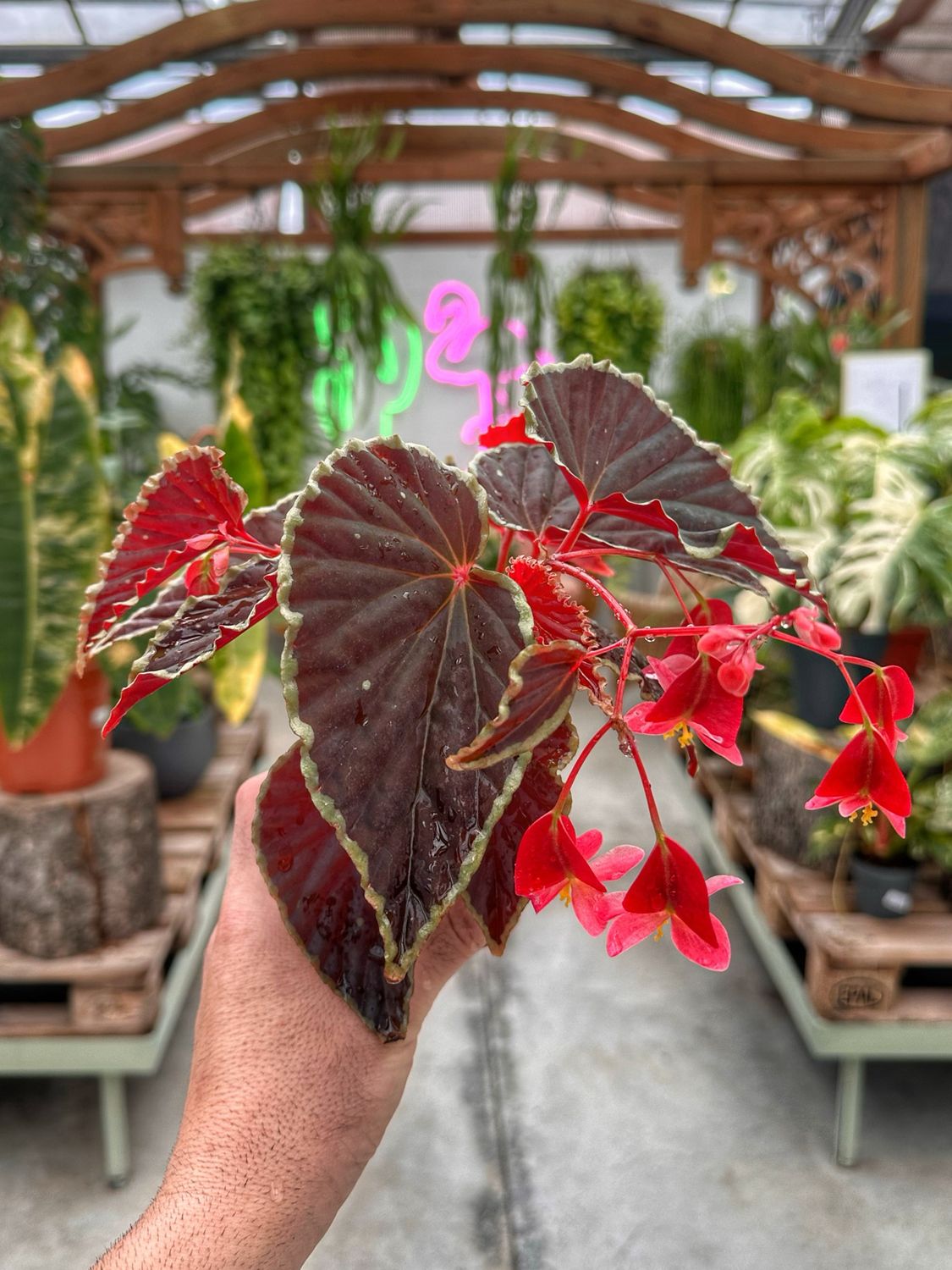Begonia darthvaderiana vaso cm 8