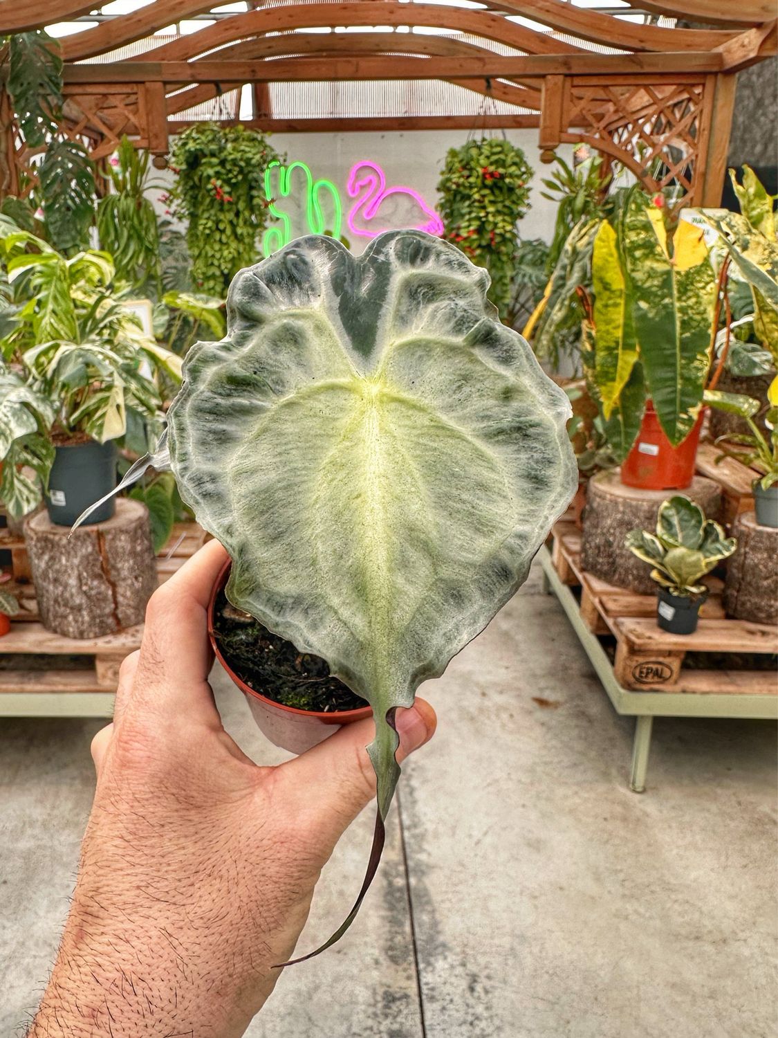 Alocasia Venom vaso cm 8