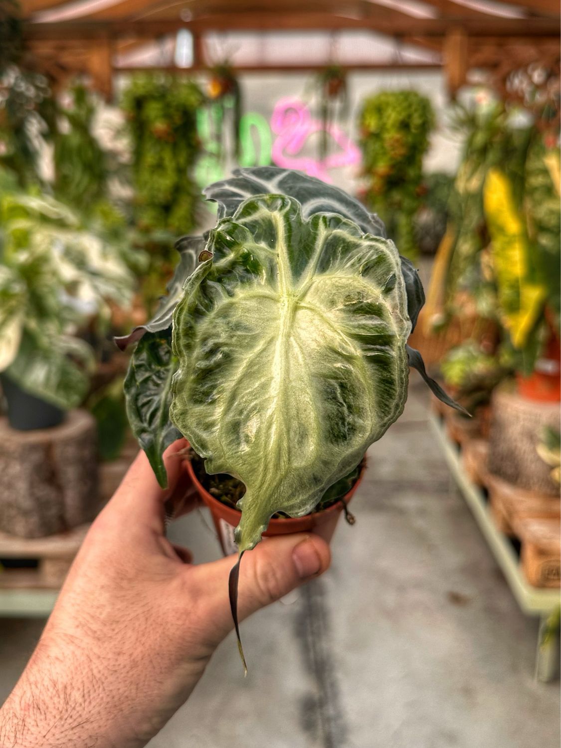 Alocasia Venom vaso cm 8