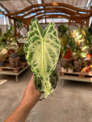 Alocasia Venom vaso cm 8