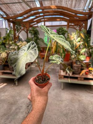 Alocasia Venom vaso cm 11