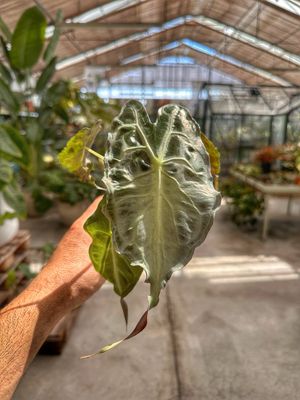Alocasia Venom vaso cm 8