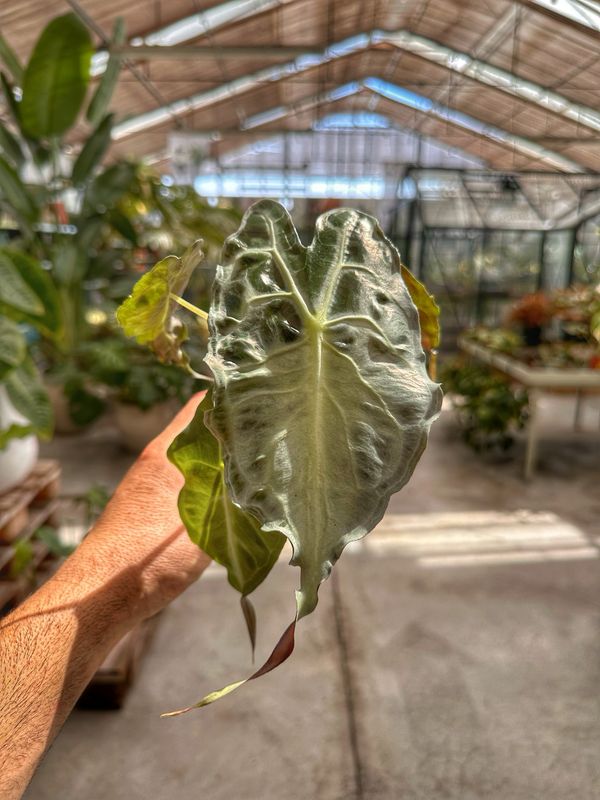 Alocasia Venom vaso cm 8