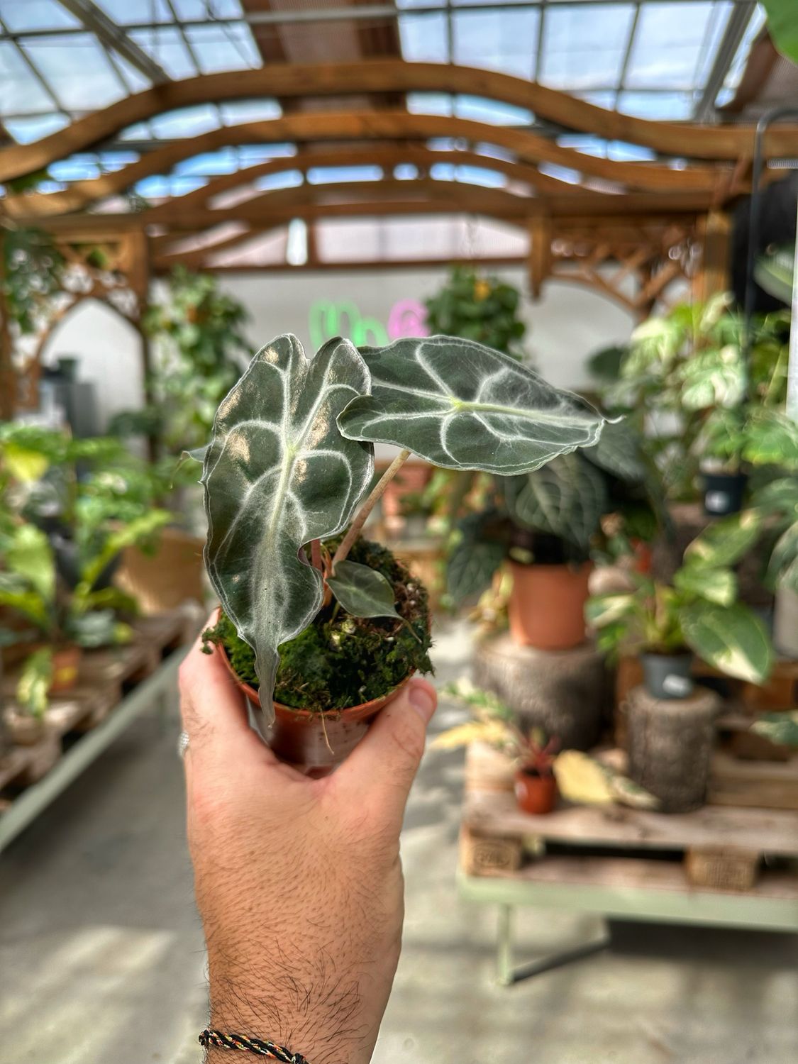 Alocasia Venom vaso cm 8