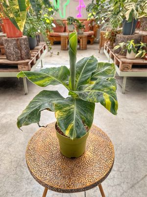 Musa aurea vaso cm 17