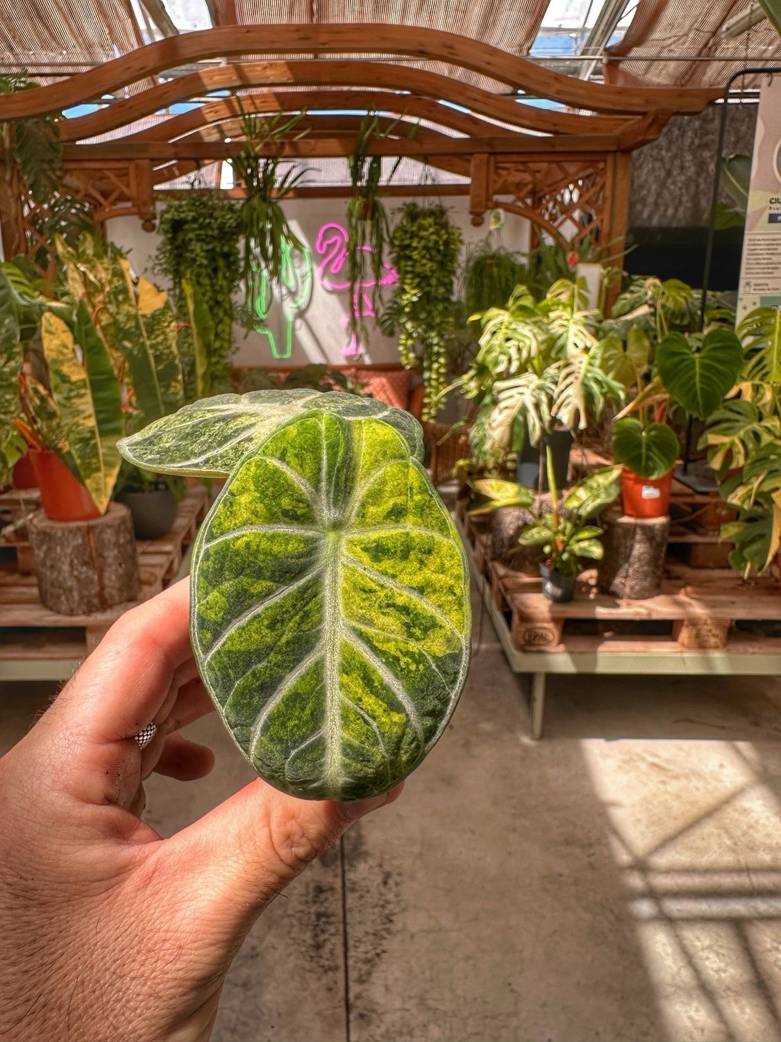 Alocasia ninja variegata vaso cm 6