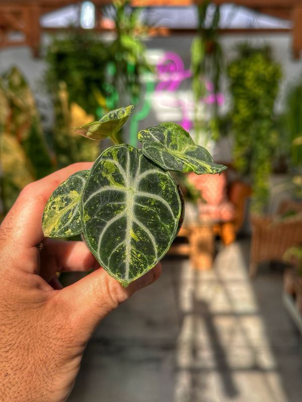 Alocasia ninja variegata vaso cm 6