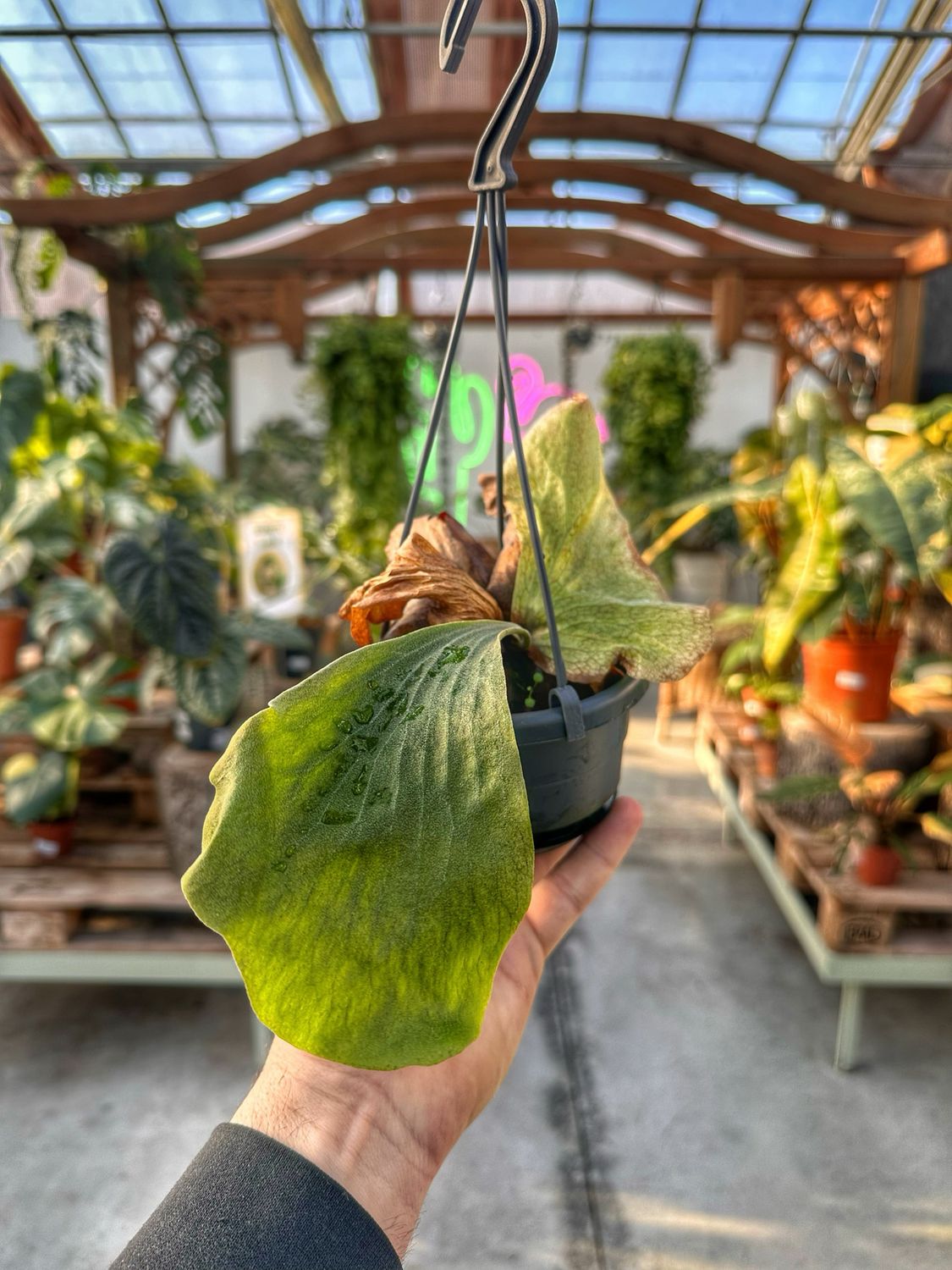 Platycerium elephantotis vaso cm 10