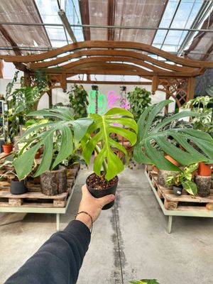 Monstera sierrana vaso cm 13