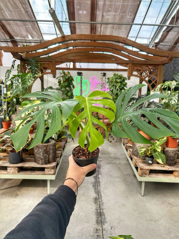 Monstera sierrana vaso cm 13