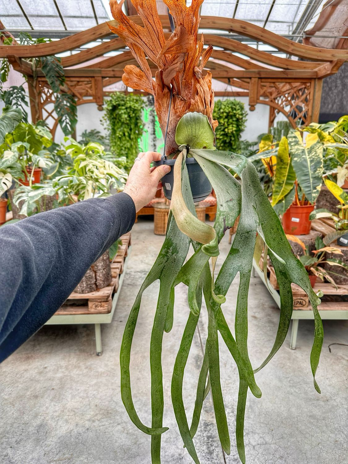 Platycerium willinckii cv Dwarf Tatsuta vaso cm 15