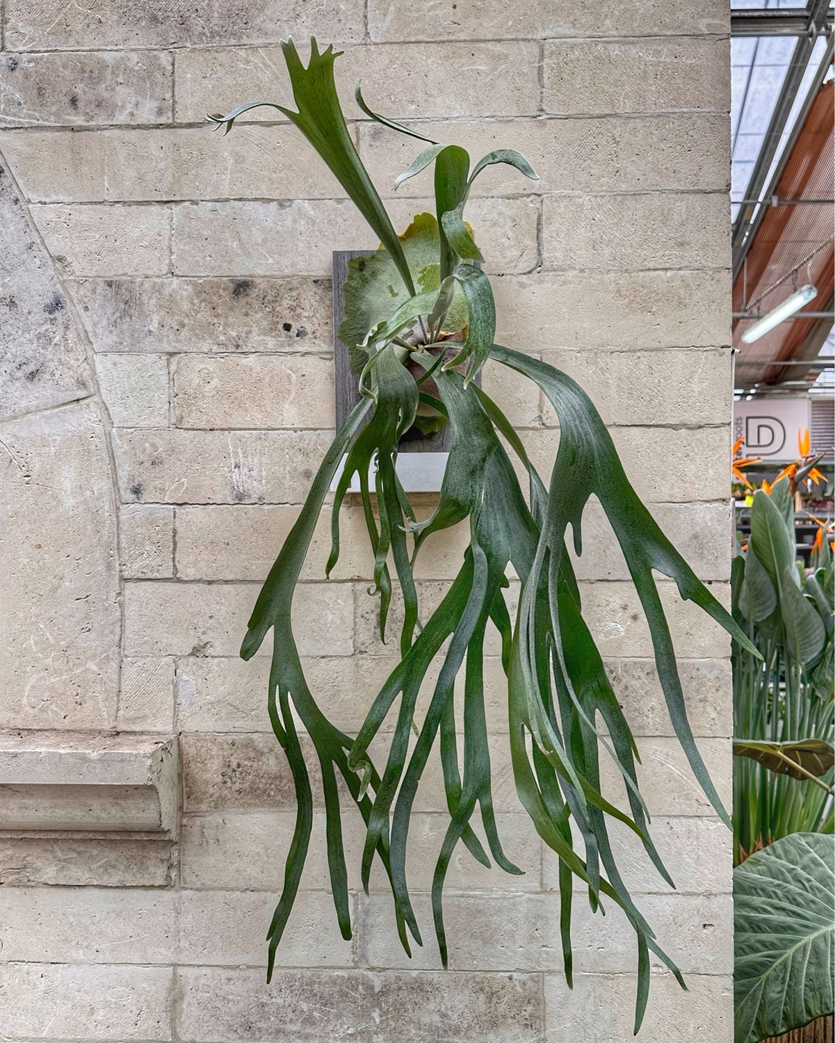 Platycerium biforcatum su zattera autoirrigante