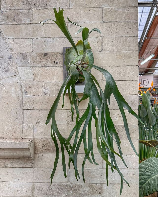 Platycerium biforcatum su zattera autoirrigante