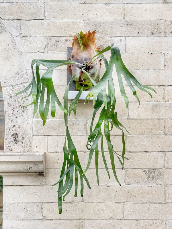 Platycerium biforcatum XXL su zattera autoirrigante con riserva d’acqua