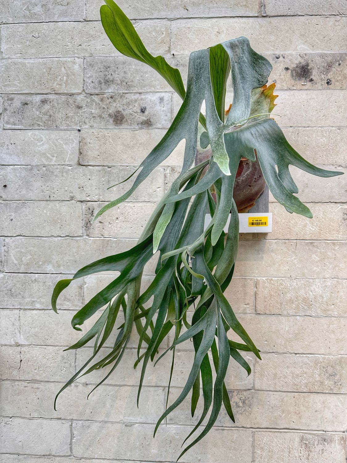 Platycerium biforcatum XXL su zattera autoirrigante con riserva d’acqua