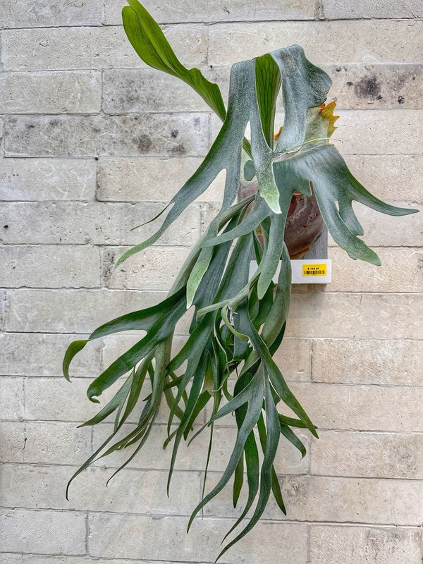 Platycerium biforcatum XXL su zattera autoirrigante con riserva d’acqua