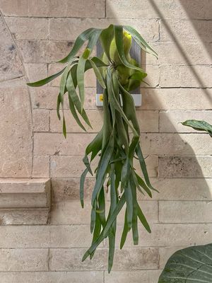 Platycerium biforcatum XXL su zattera autoirrigante con riserva d’acqua