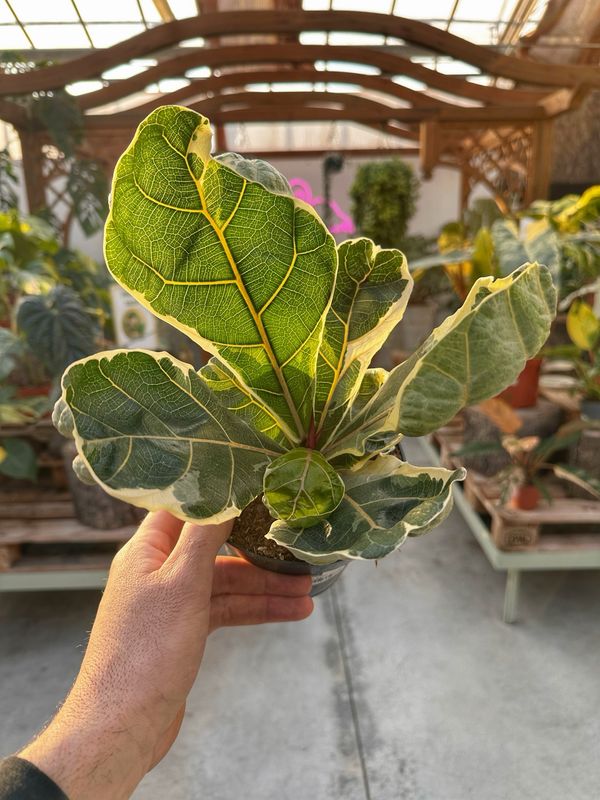 Ficus lyrata variegato vaso cm 14