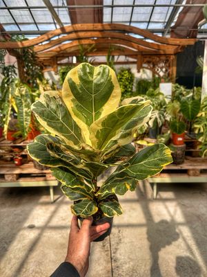 Ficus lyrata variegato vaso cm 14
