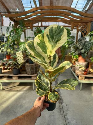 Ficus lyrata variegato vaso cm 14