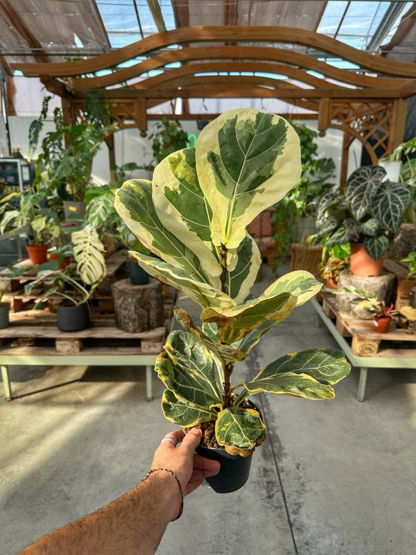 Ficus lyrata variegato vaso cm 14