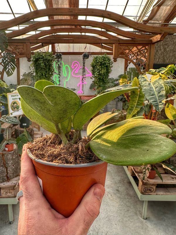 Hoya kerry vaso cm 12