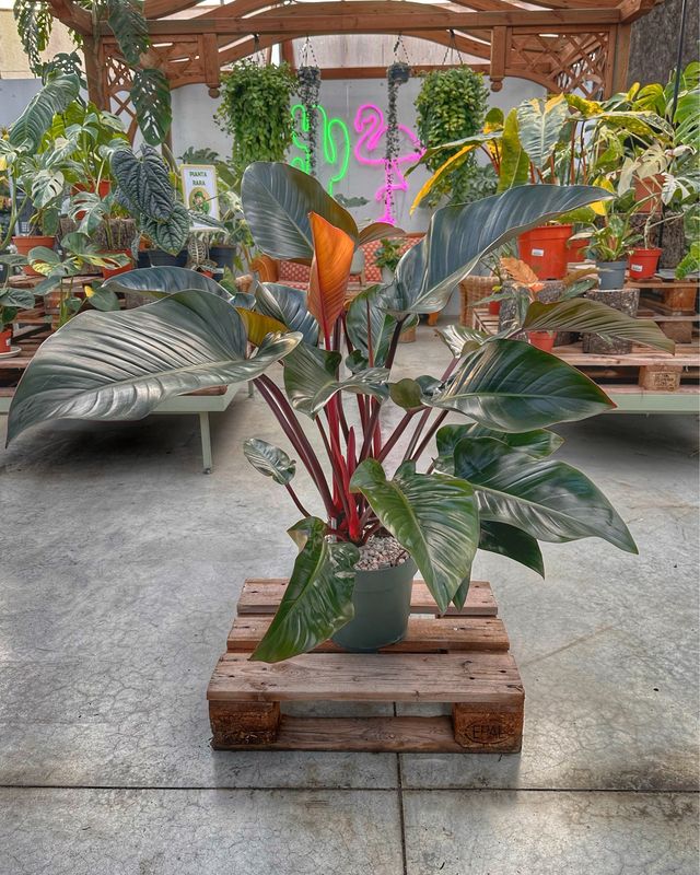Philodendron red beauty in idrocoltura vaso cm 27