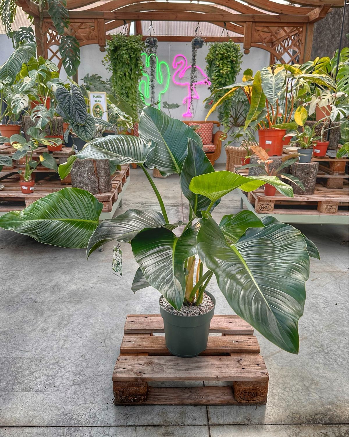 Philodendron green beauty in idrocoltura vaso cm 27