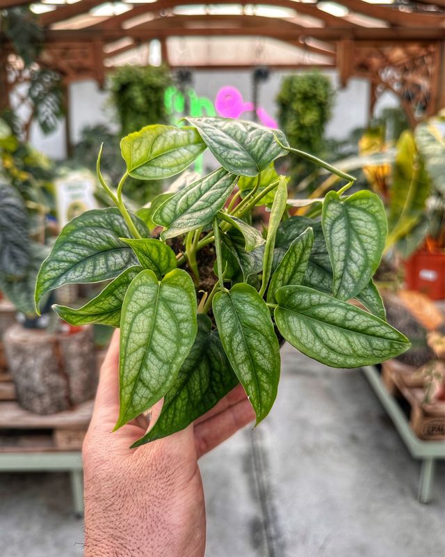 Monstera siltepecana vaso cm 12