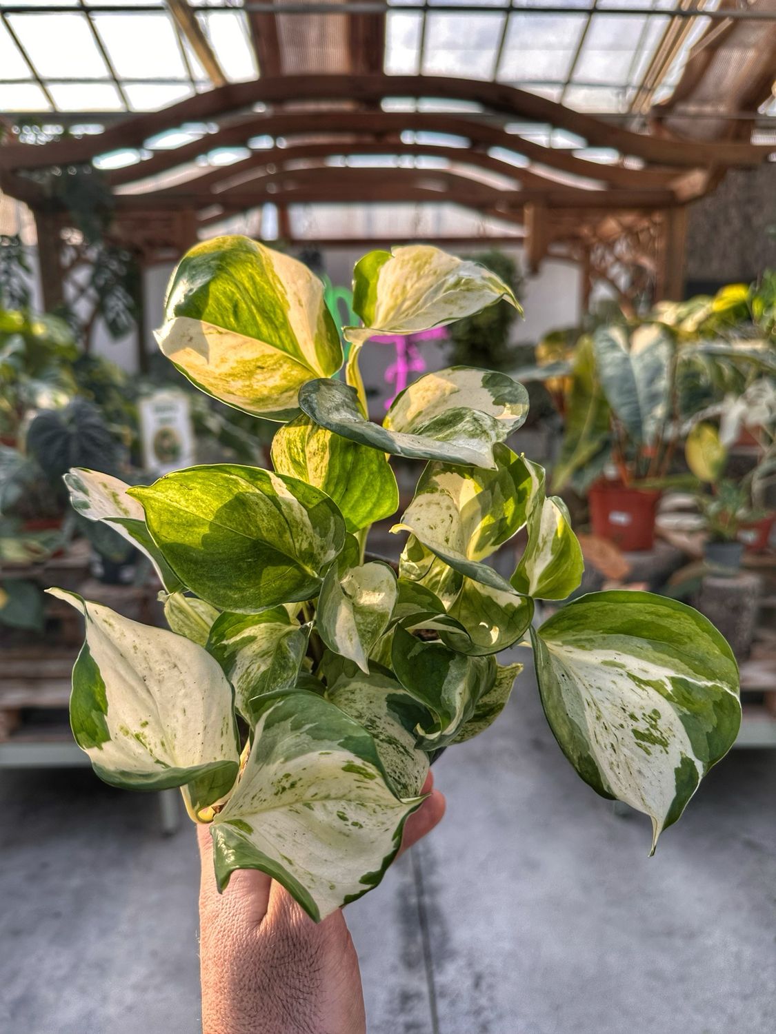 Epipremnum manjula vaso cm 12