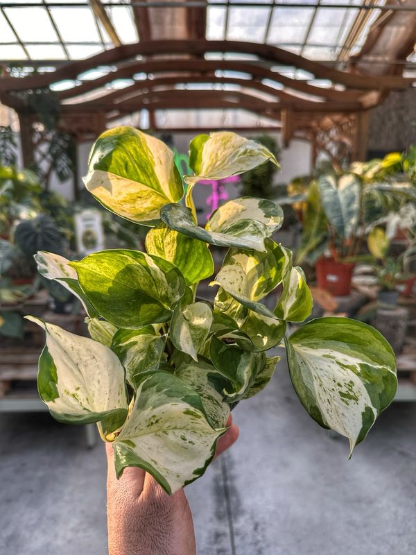 Epipremnum manjula vaso cm 12