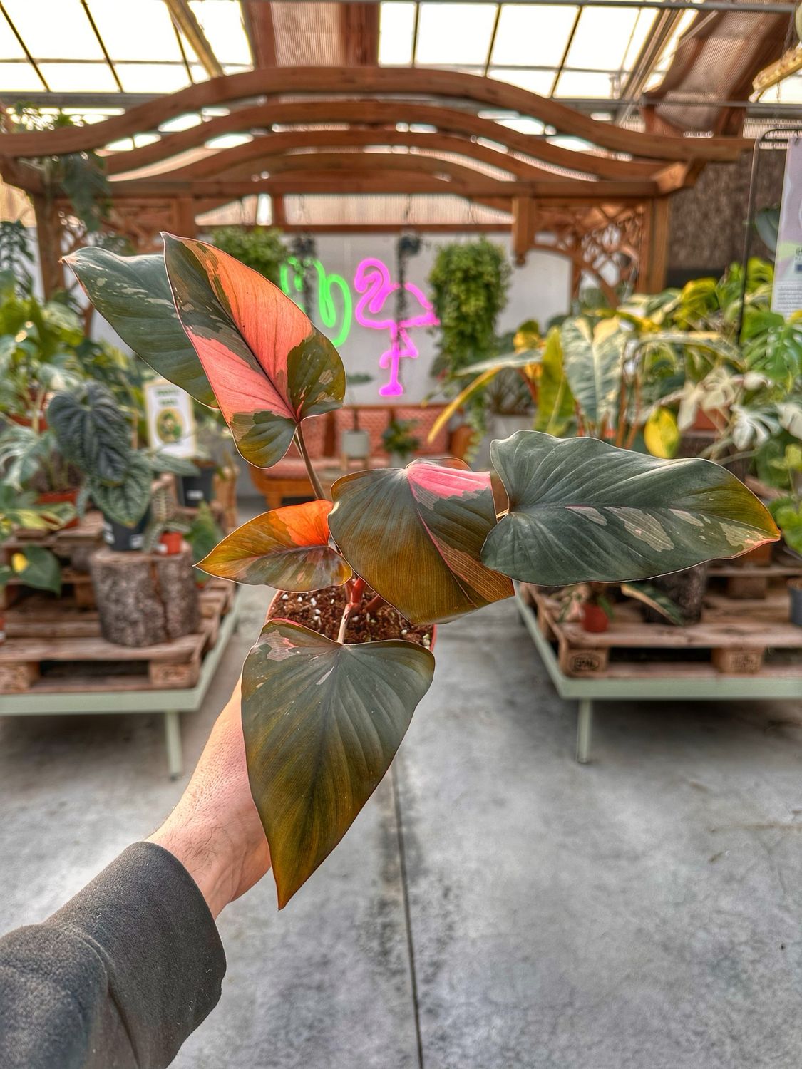 Homalomena pink Diamond vaso cm 12