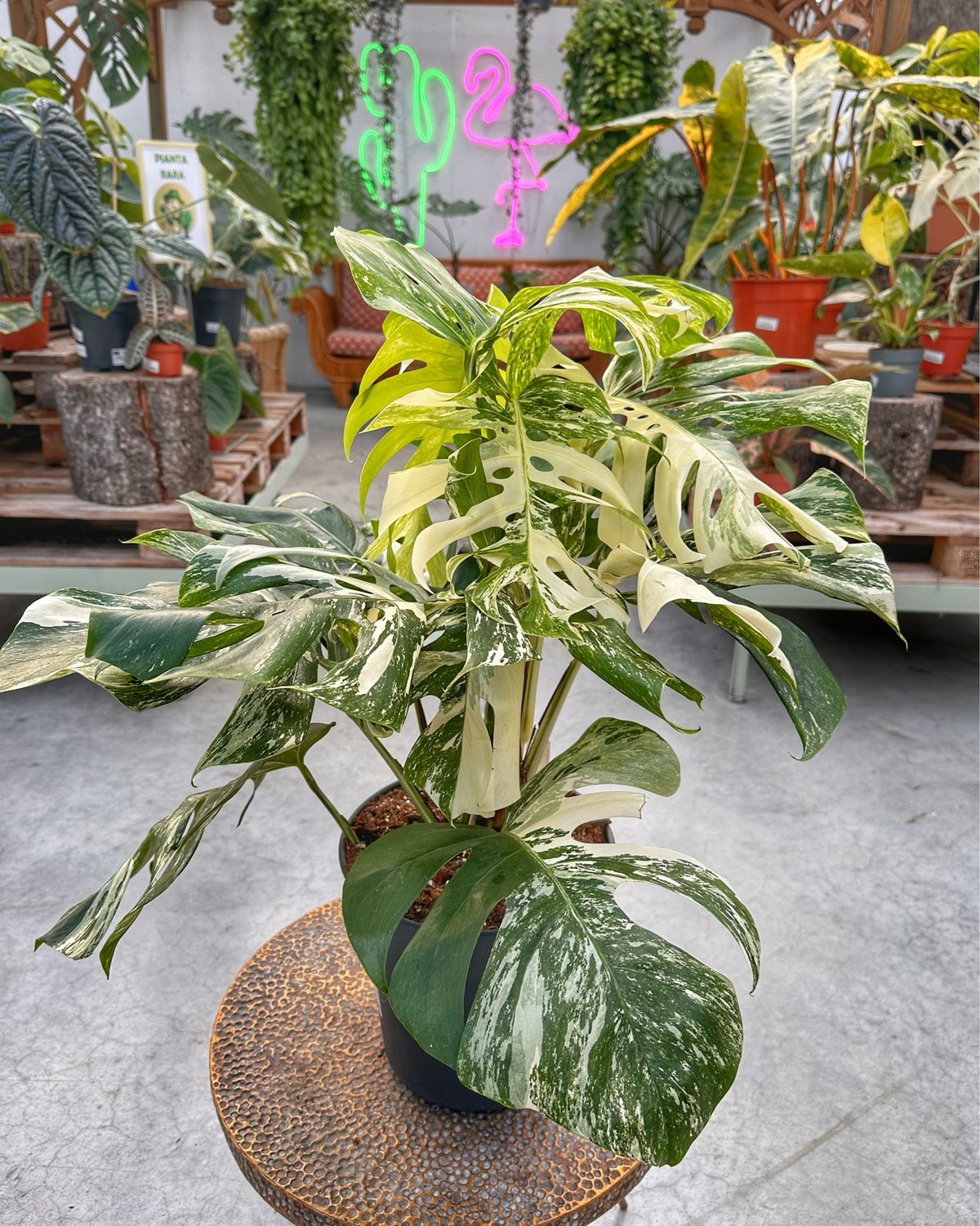 Monstera albovariegata extra White vaso cm 24