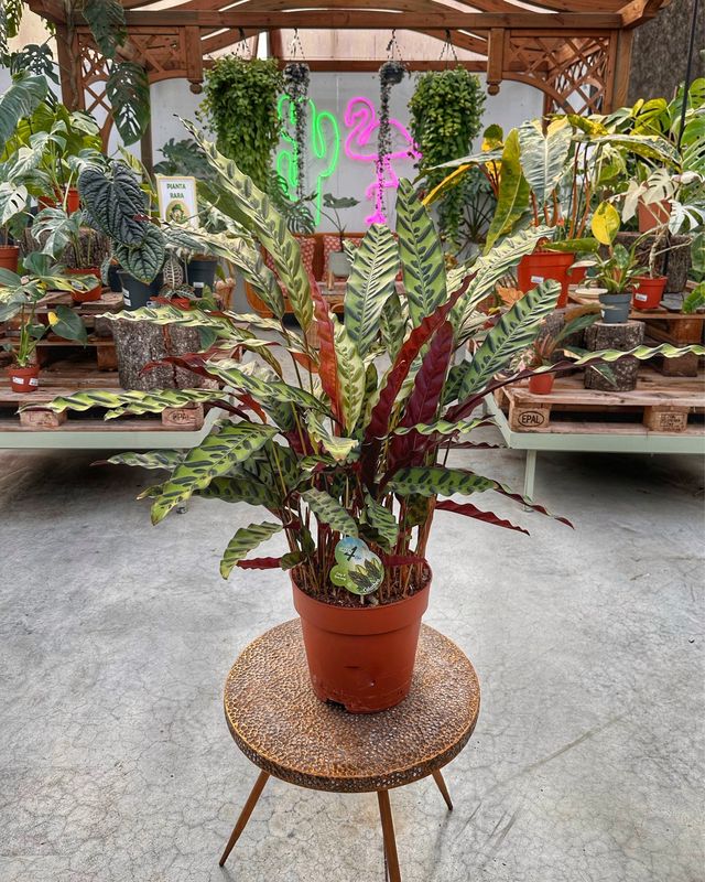 Calathea lancifolia XL vaso cm 24