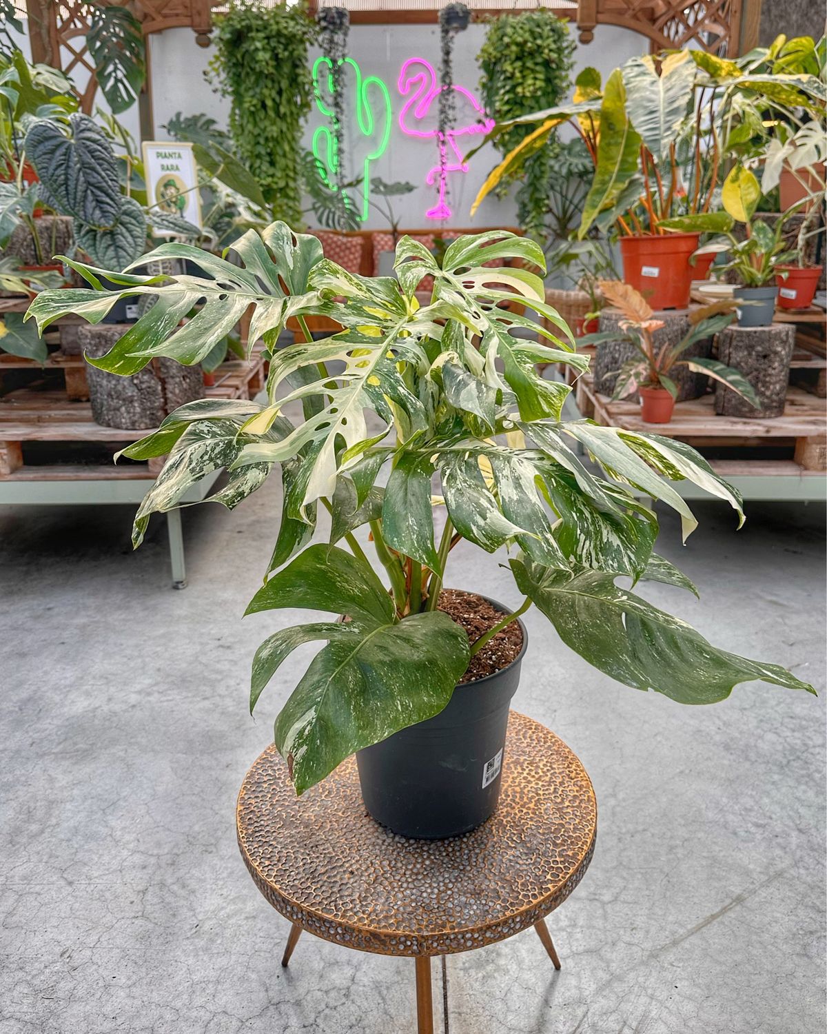 Monstera albovariegata extra White vaso cm 24