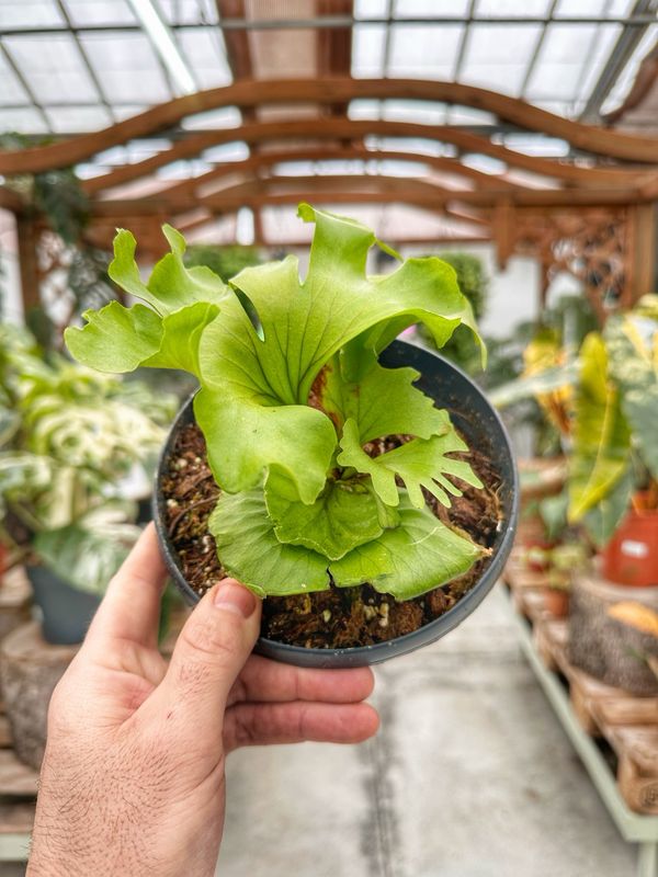 Platycerium ridley round vaso cm 15