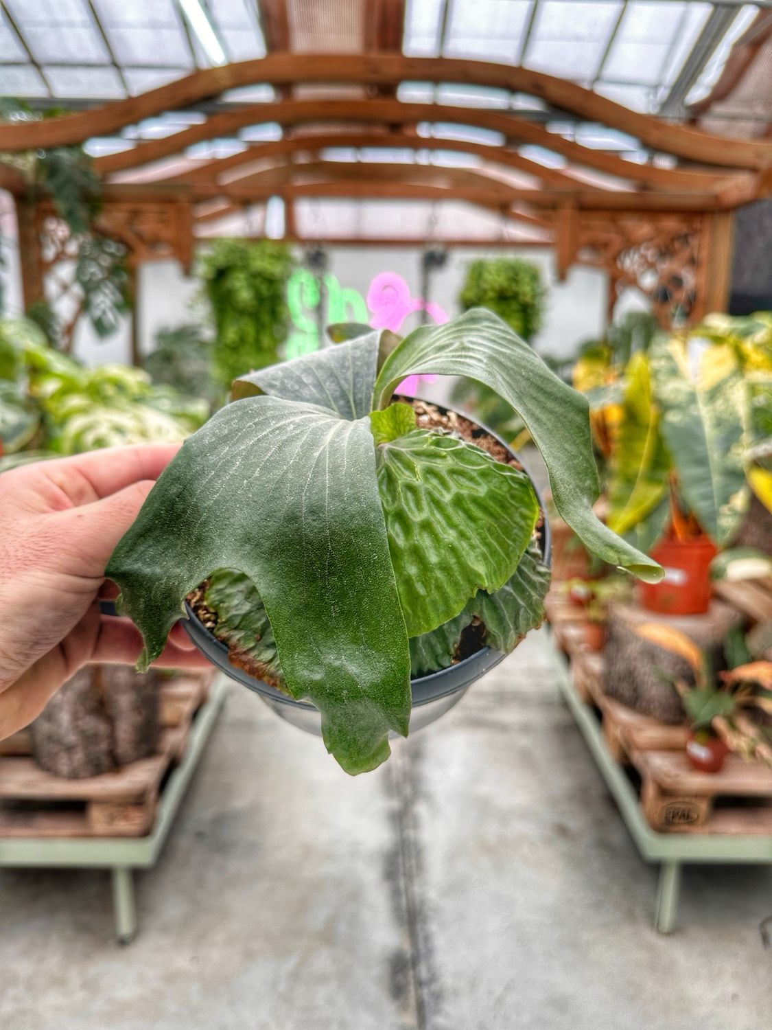 Platycerium madagascariensis vaso cm 15