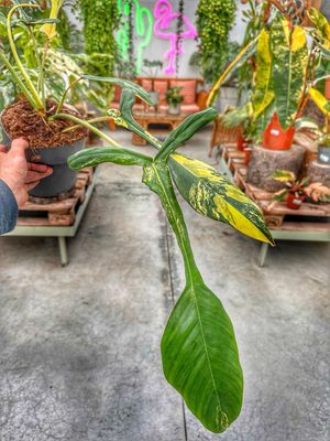 Philodendron josepii variegata vaso cm 17