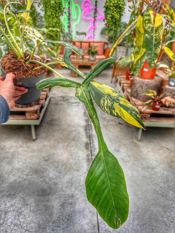 Philodendron josepii variegata vaso cm 17