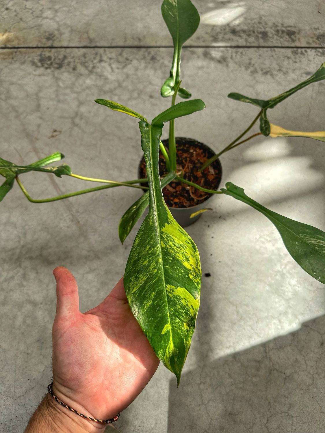 Philodendron josepii variegata vaso cm 17