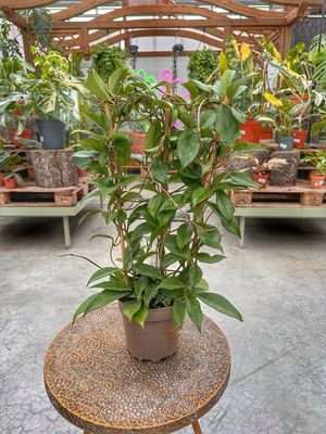 Hoya spalliera vaso cm 17