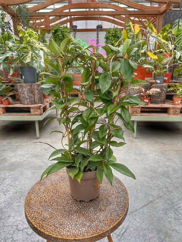 Hoya spalliera vaso cm 17