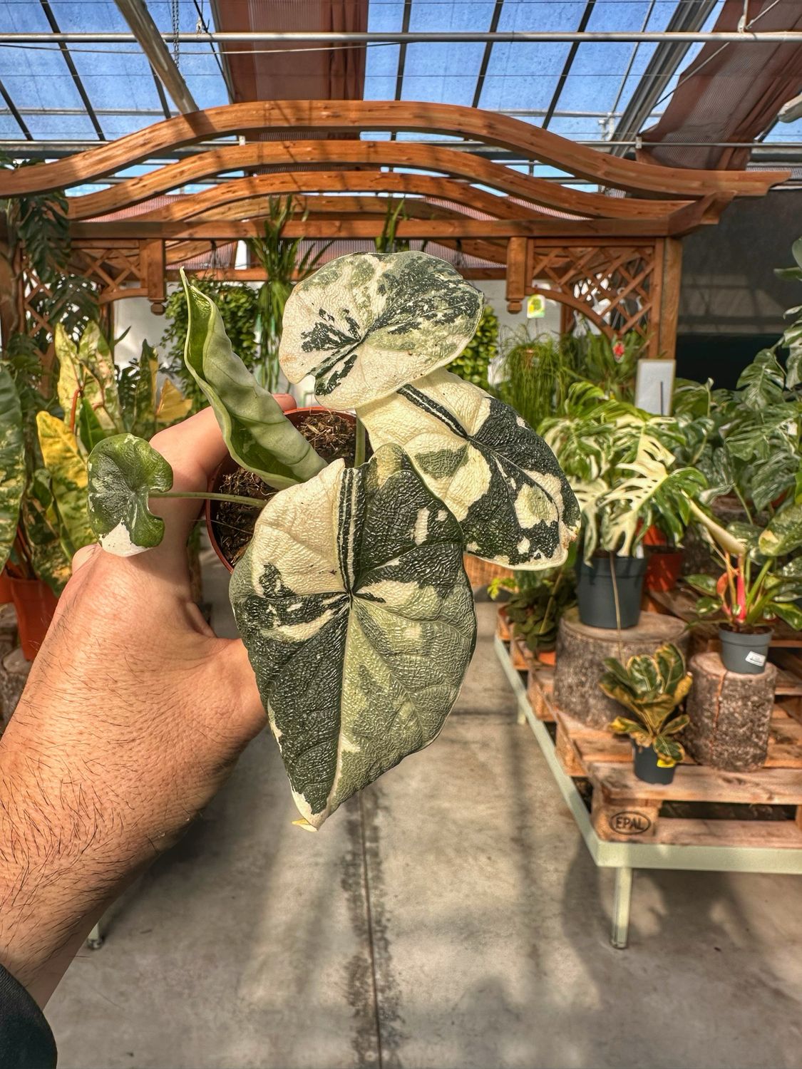 Alocasia melo variegata vaso cm 8