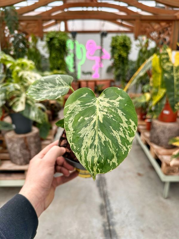 Monstera bulbasaur vaso cm 14