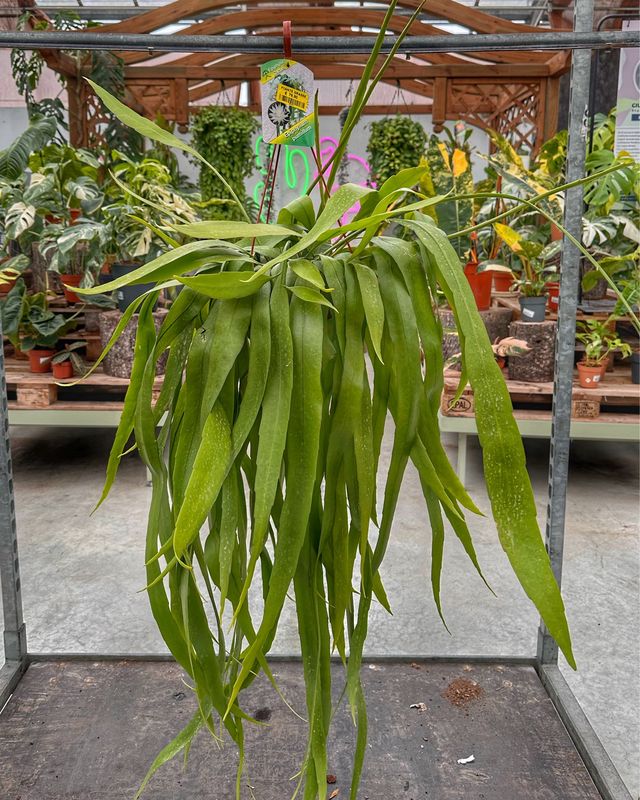 Epiphyllum pumillum vaso cm 20