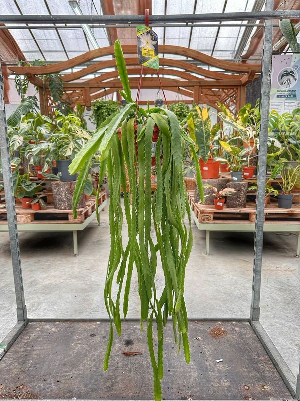 Epiphyllum hibrido vaso cm 20