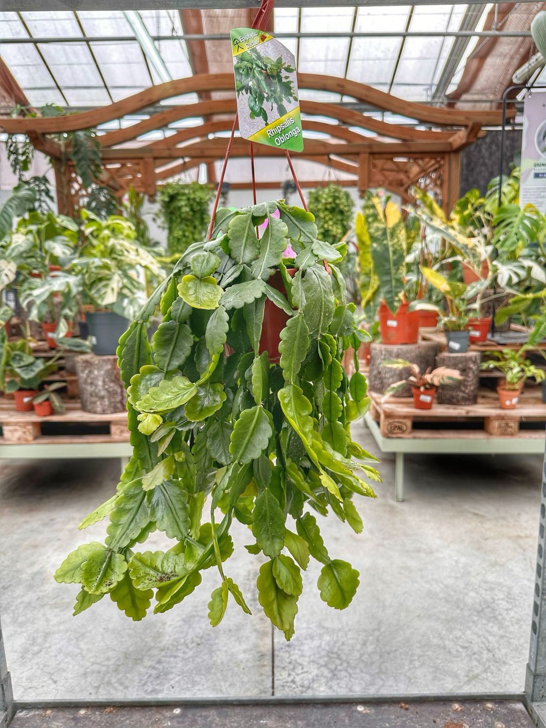 Rhipsalis oblonga vaso cm 14