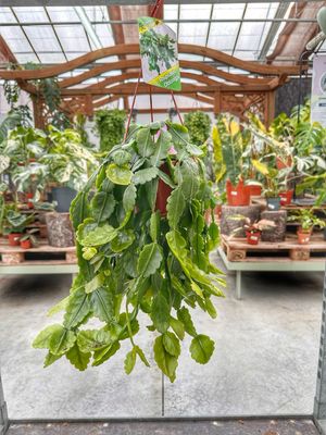 Rhipsalis oblonga vaso cm 14