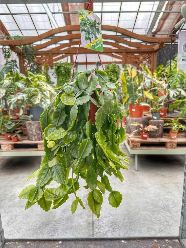 Rhipsalis oblonga vaso cm 14