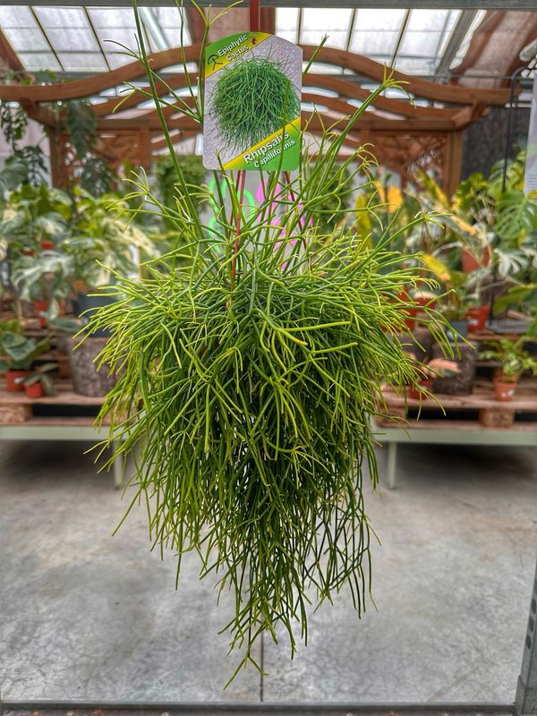 Riphsalis capelliformis vaso cm 14